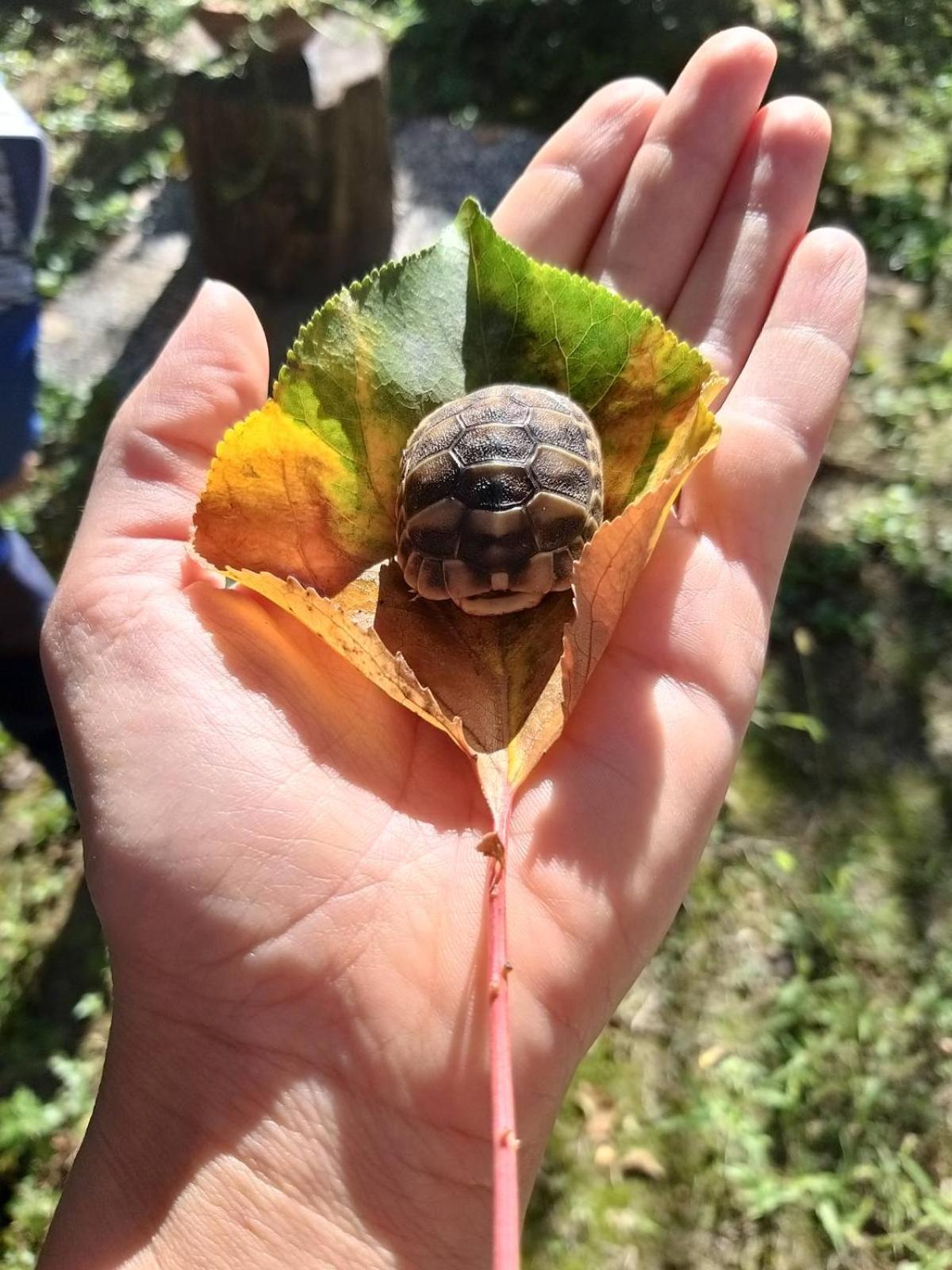 Perla Apartman *